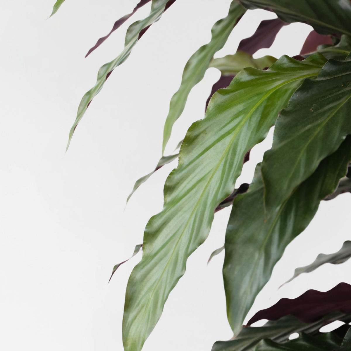 Prayer Plant - Calathea 'Wavestar' - Height 90cm - ⌀27cm