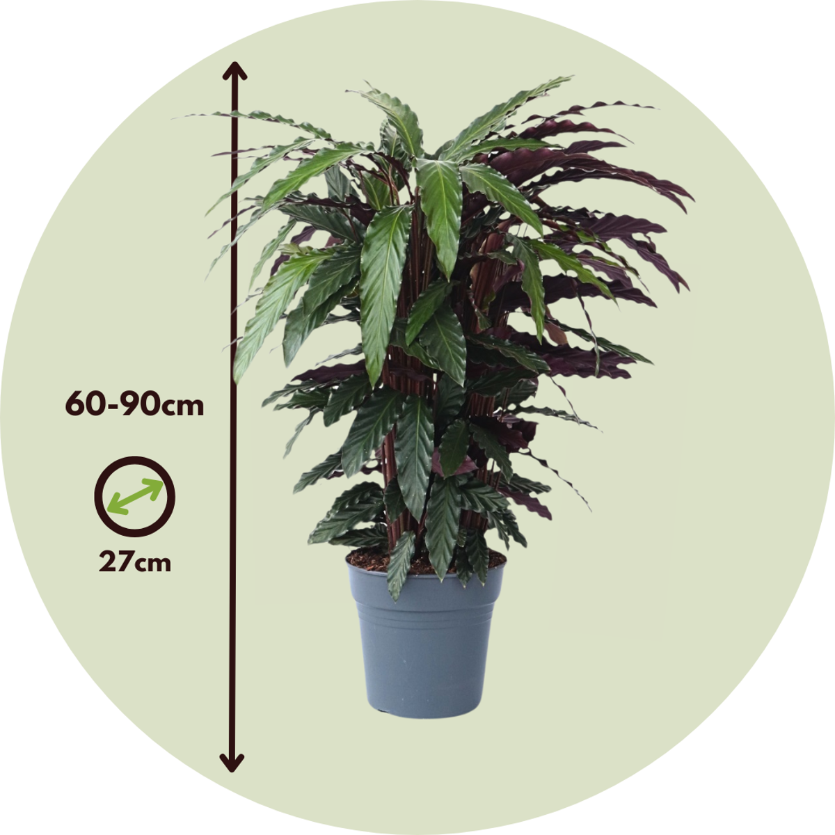 Prayer Plant - Calathea 'Wavestar' - Height 90cm - ⌀27cm