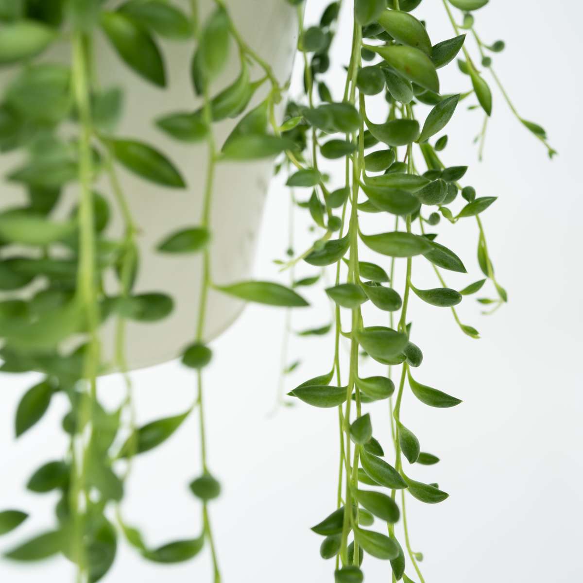 String of Pearls - 2 pcs. - Senecio rowleyanus - Height 10-20cm - ⌀12cm