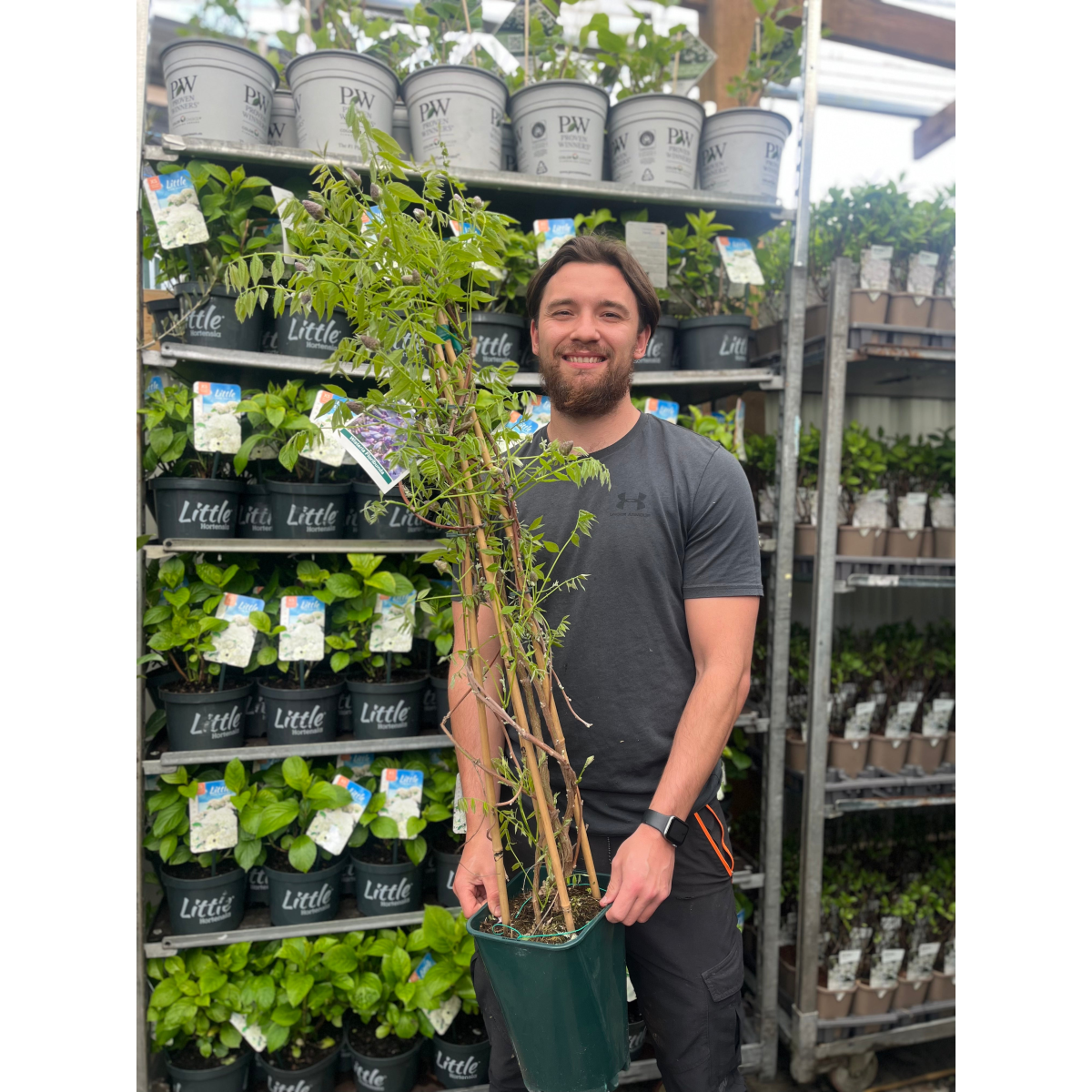 Wisteria sinensis 'Amethyst Falls' Pyramid 110cm 5L