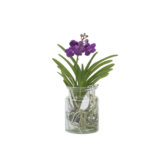 Vanda Orchid - Vanda 'Blue' - Height 40-50cm - ⌀14cm