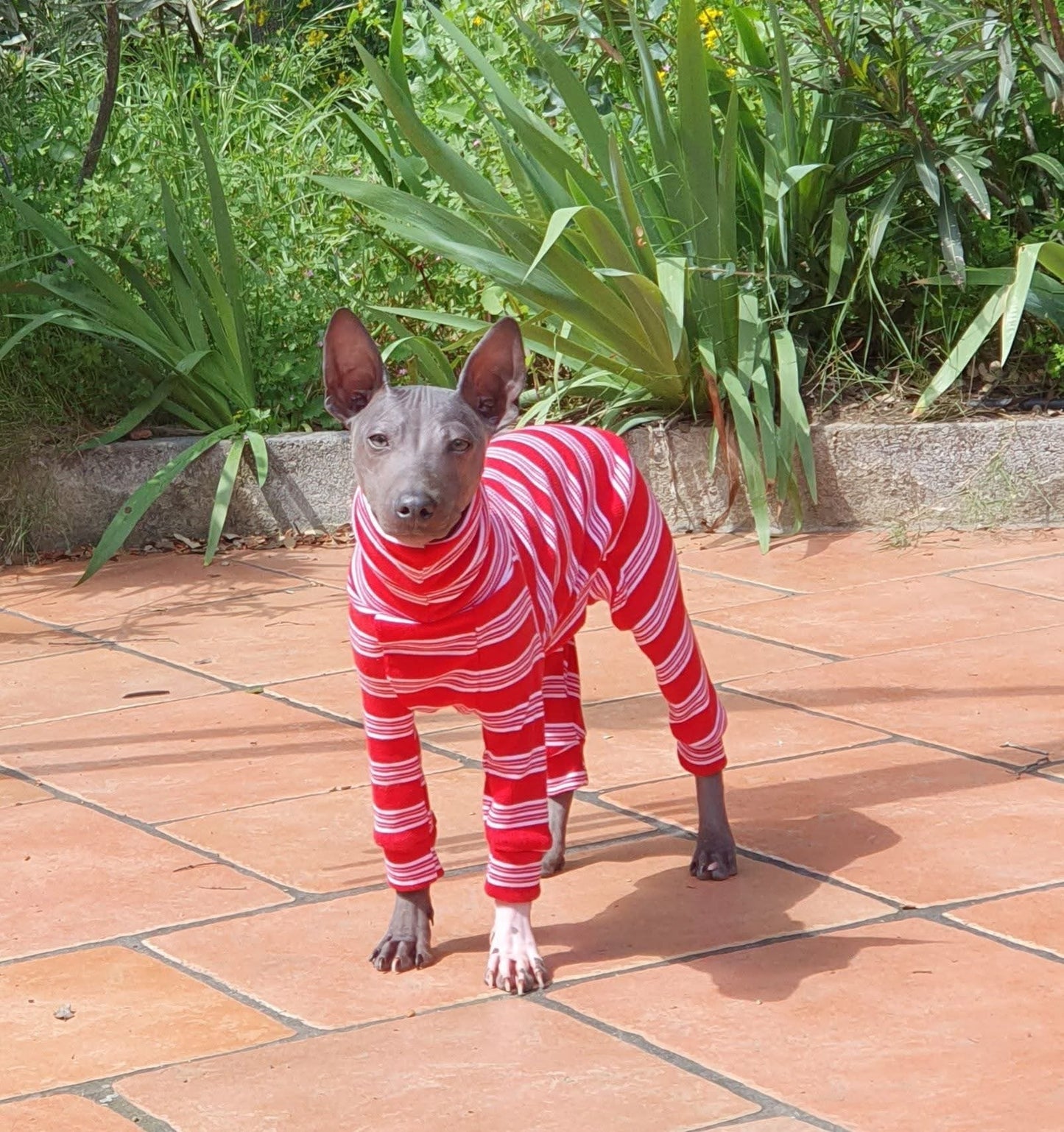 Ribbed Jersey Suit - Candy Cane