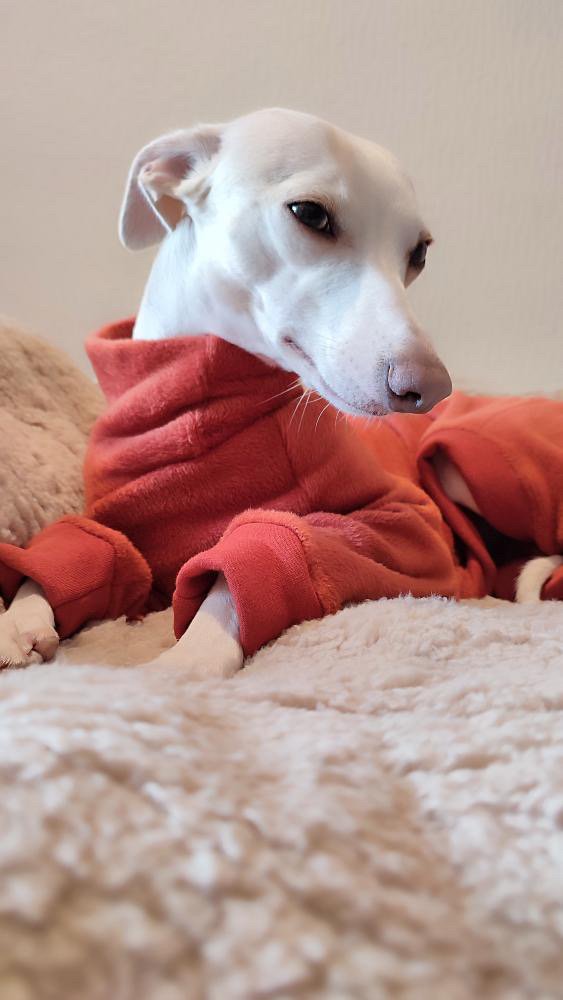 Fleece Lined Sweatshirt Suit - Pumpkin Spice Latte