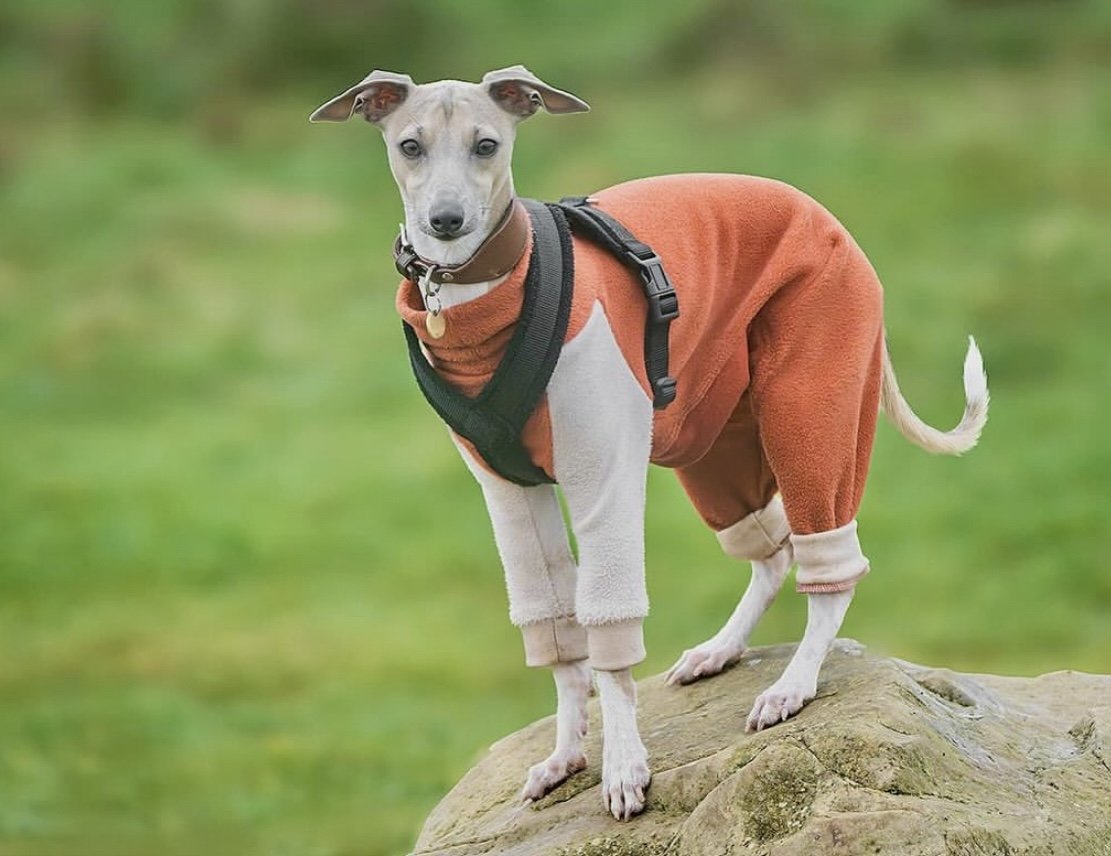 Fleece Lined Sweatshirt Suit - Pumpkin Spice