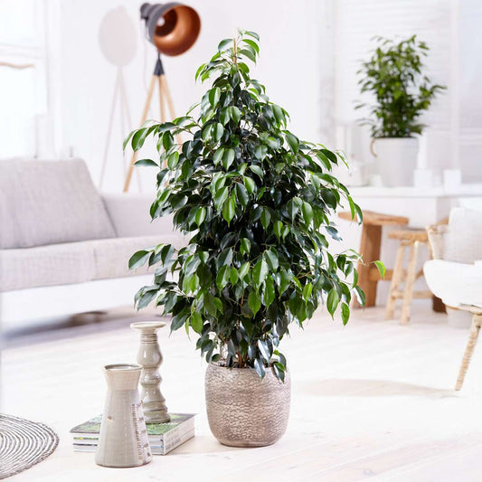 Weeping fig - Ficus benjamina 'Danielle' - Height 100-110cm - ⌀21cm