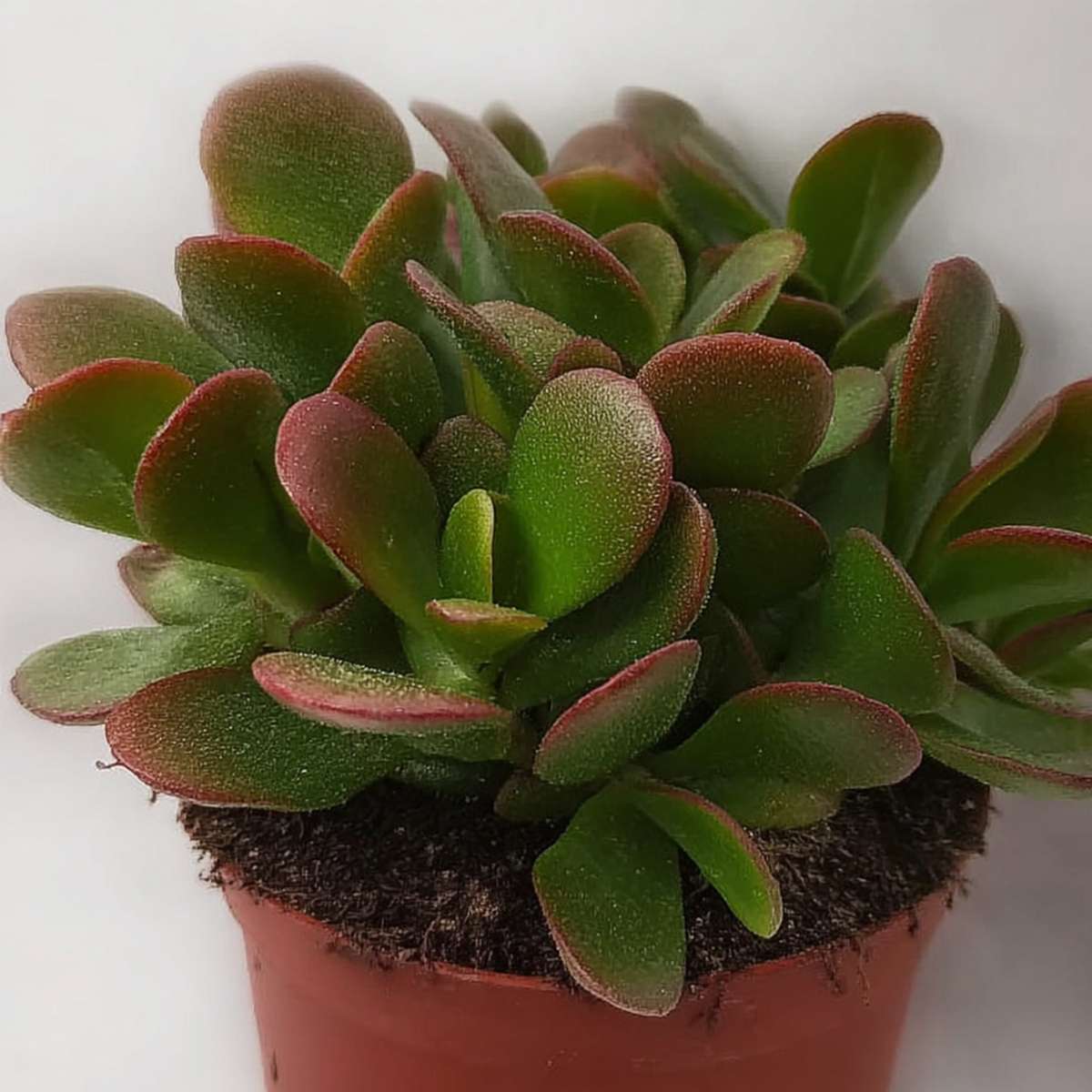 Jade plant - Set of 2 - Crassula ovata 'Sunset' - Height 15-20cm - Pot 17cm