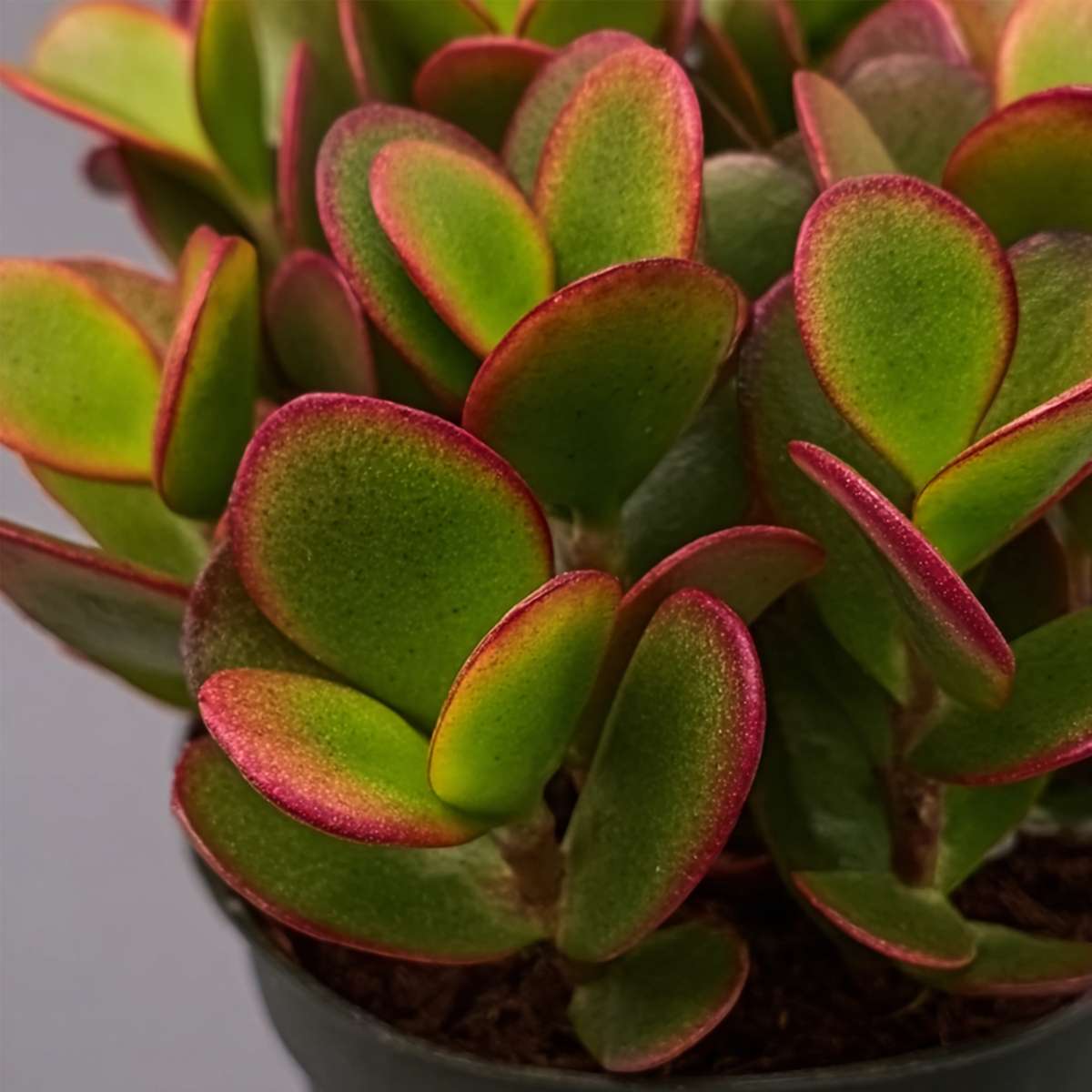 Jade plant - Set of 2 - Crassula ovata 'Sunset' - Height 15-20cm - Pot 17cm