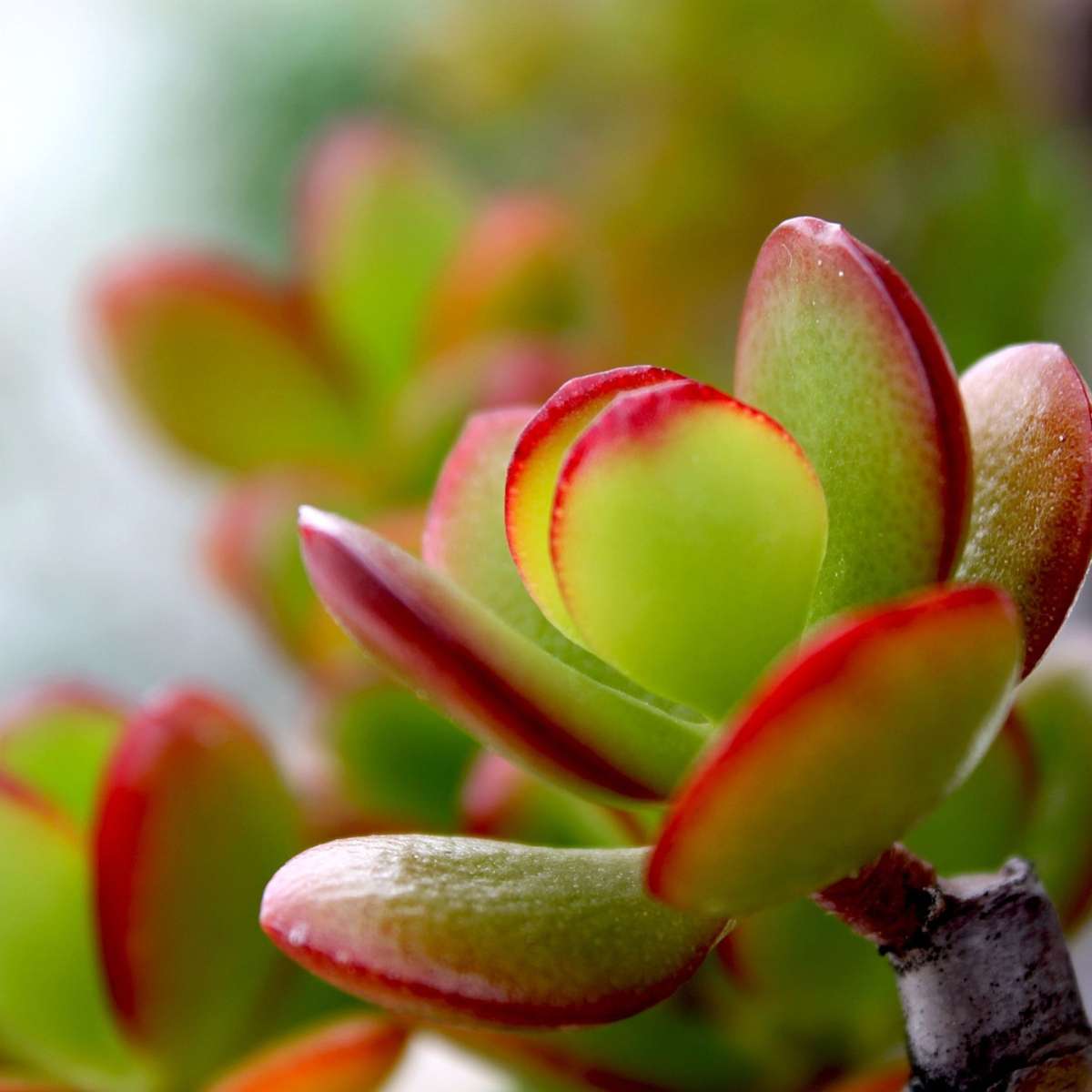 Jade plant - Crassula ovata 'Sunset' - Height 45-50cm - ⌀23cm