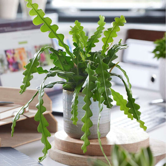 Orchid cactus - Epiphyllum 'Anguliger' - Height 30-40cm - ⌀15cm