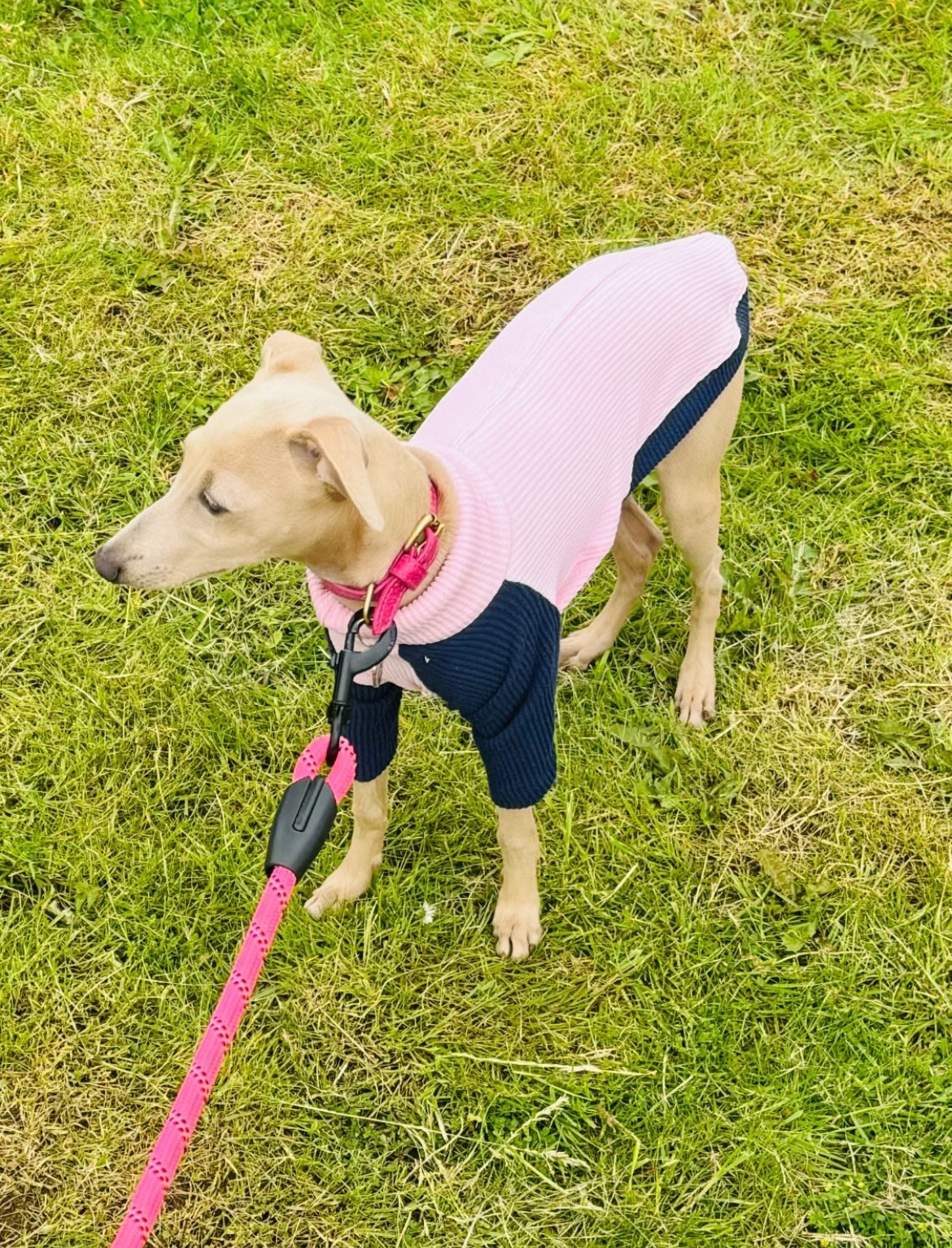Puppy Ribbed Jersey T-Shirt - Blossom