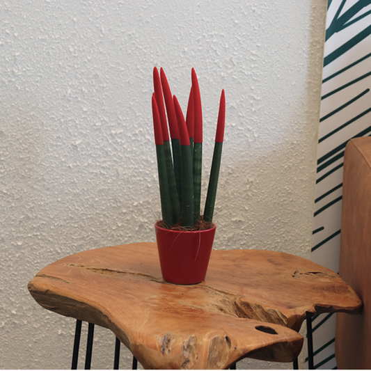 Snake Plant Velvet Touch - Sansevieria cylindrica - Height 20-40cm - ⌀9cm