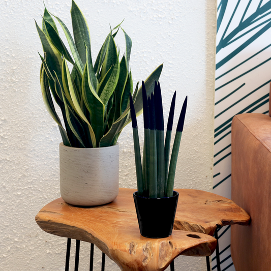 Snake Plant Velvet Touch - Sansevieria cylindrica - Height 20-40cm - ⌀9cm
