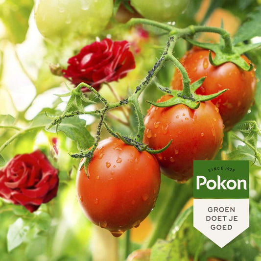 Pokon anti-insect spray for plants – 800ml