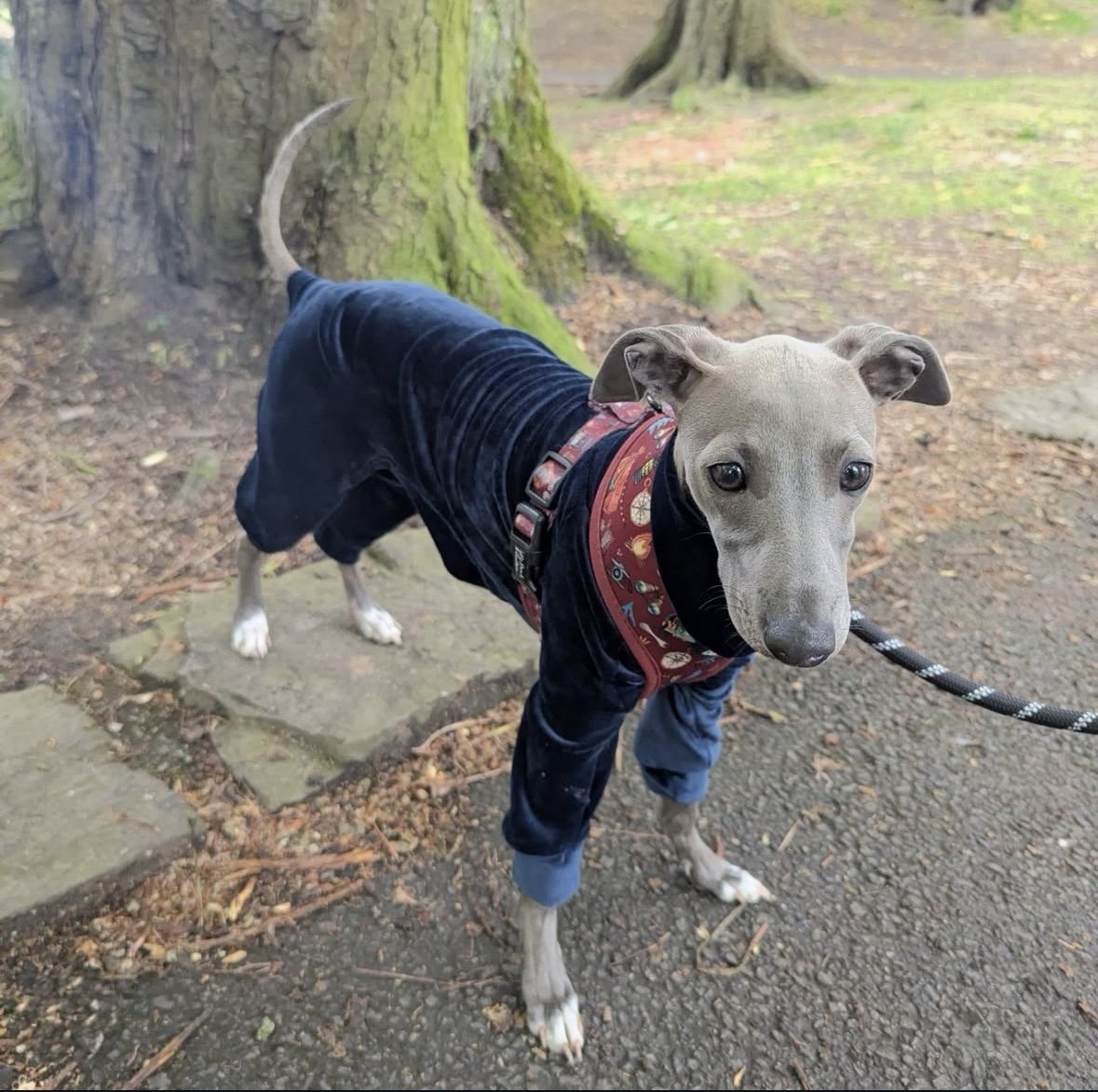 Mink Velour Jersey Suit - Navy Blue