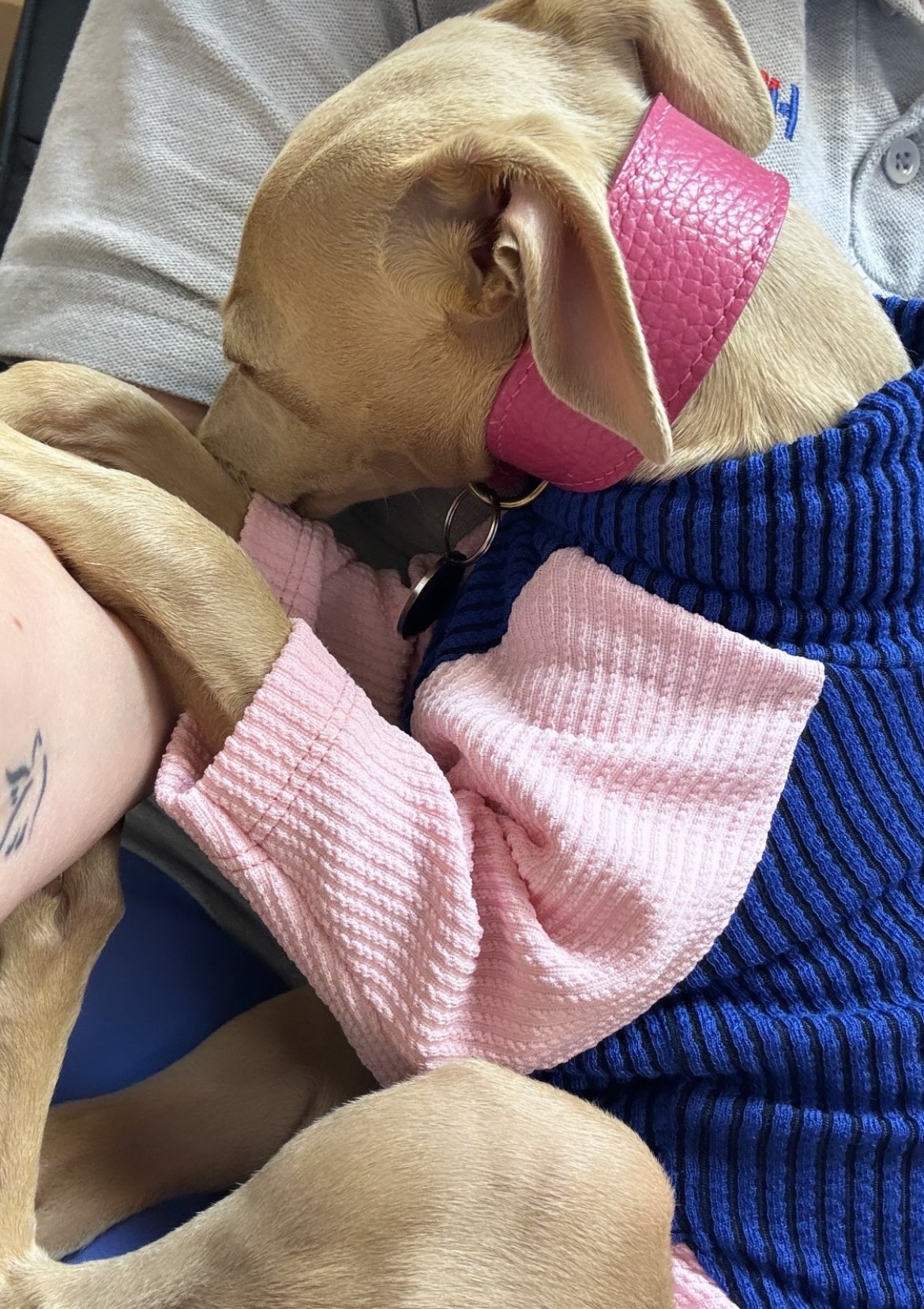 Puppy Ribbed Jersey T-Shirt - Blossom