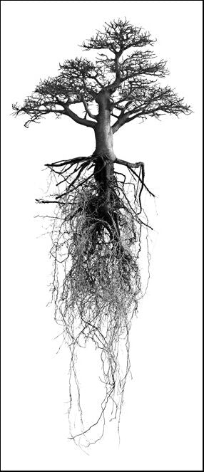 David Ballam - Trees Bonsai 01