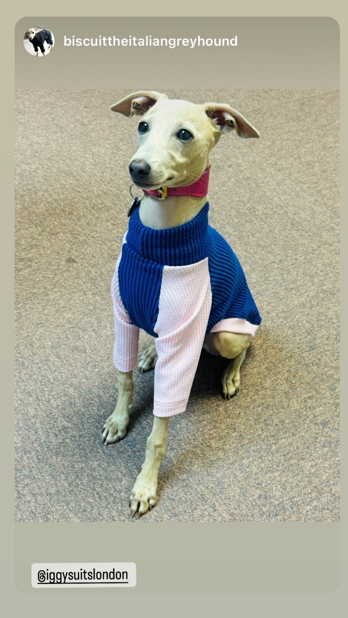 Puppy Ribbed Jersey T-Shirt - Blossom