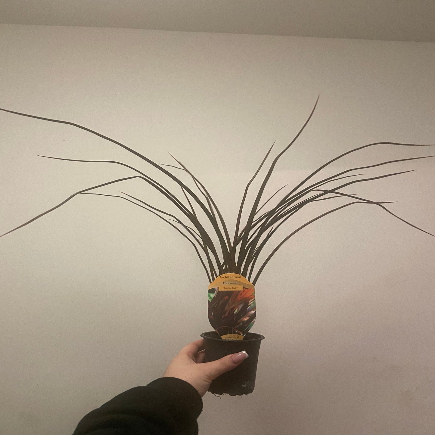 Phormium 'Bronze Baby' 9cm / 2L