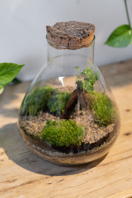 LAB Jar Terrarium Zen (24cm)