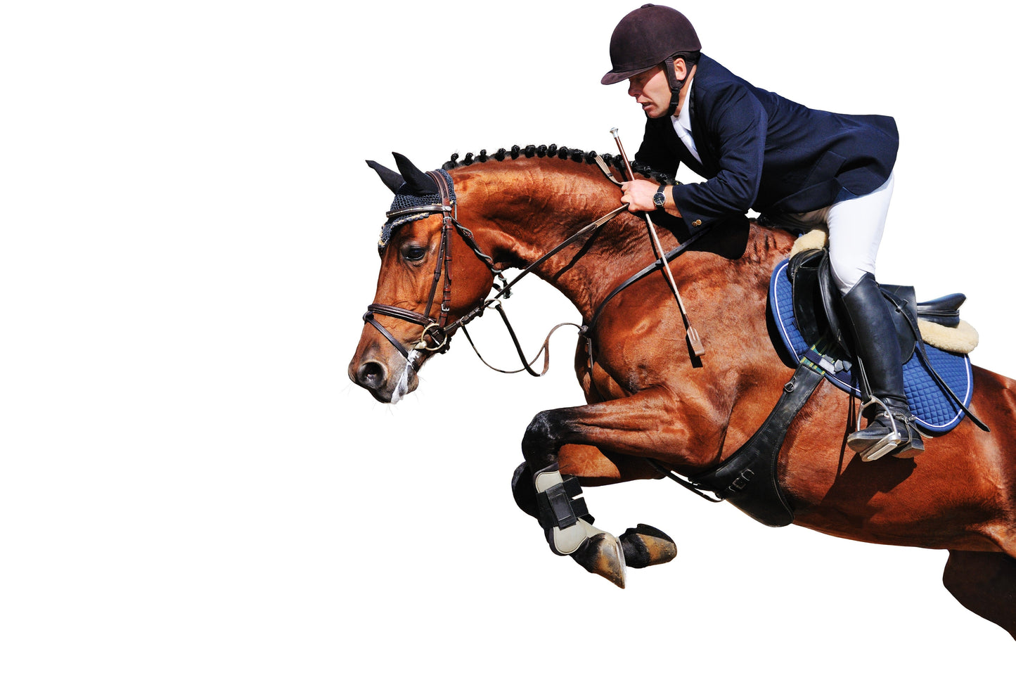 Hip and Joint Horse Premium Joint Supplement