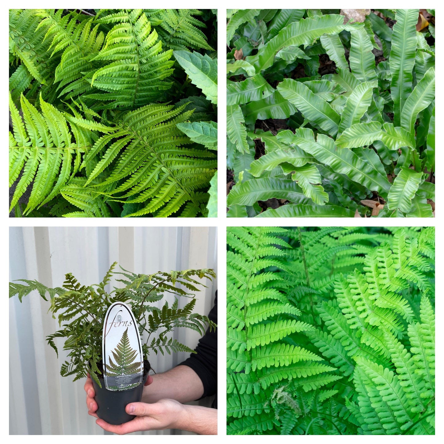 Mix of 3 Ferns 11cm / 2L