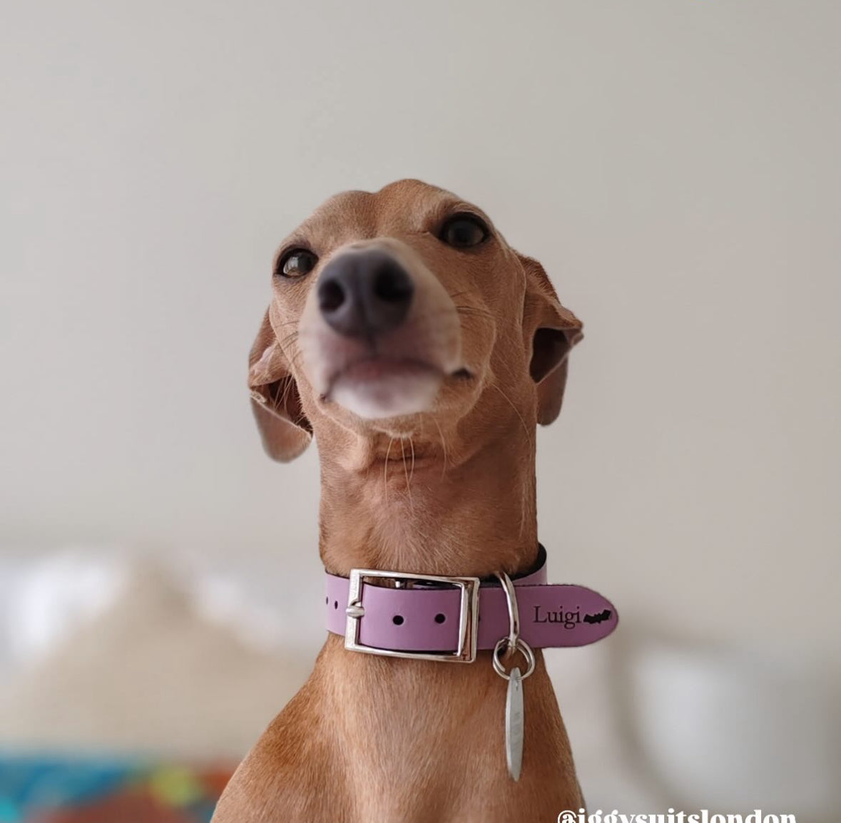 Leather Collar - Botanical