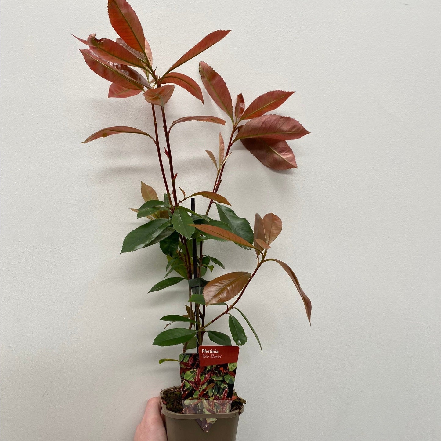 Photinia x fraseri 'Red Robin' 9cm-5L