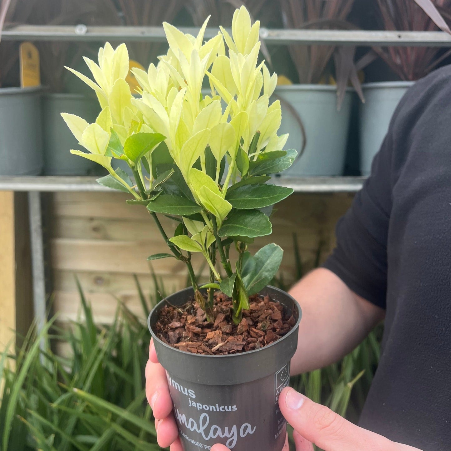 Euonymus japonica 'Himalaya' 9cm/2L/5L