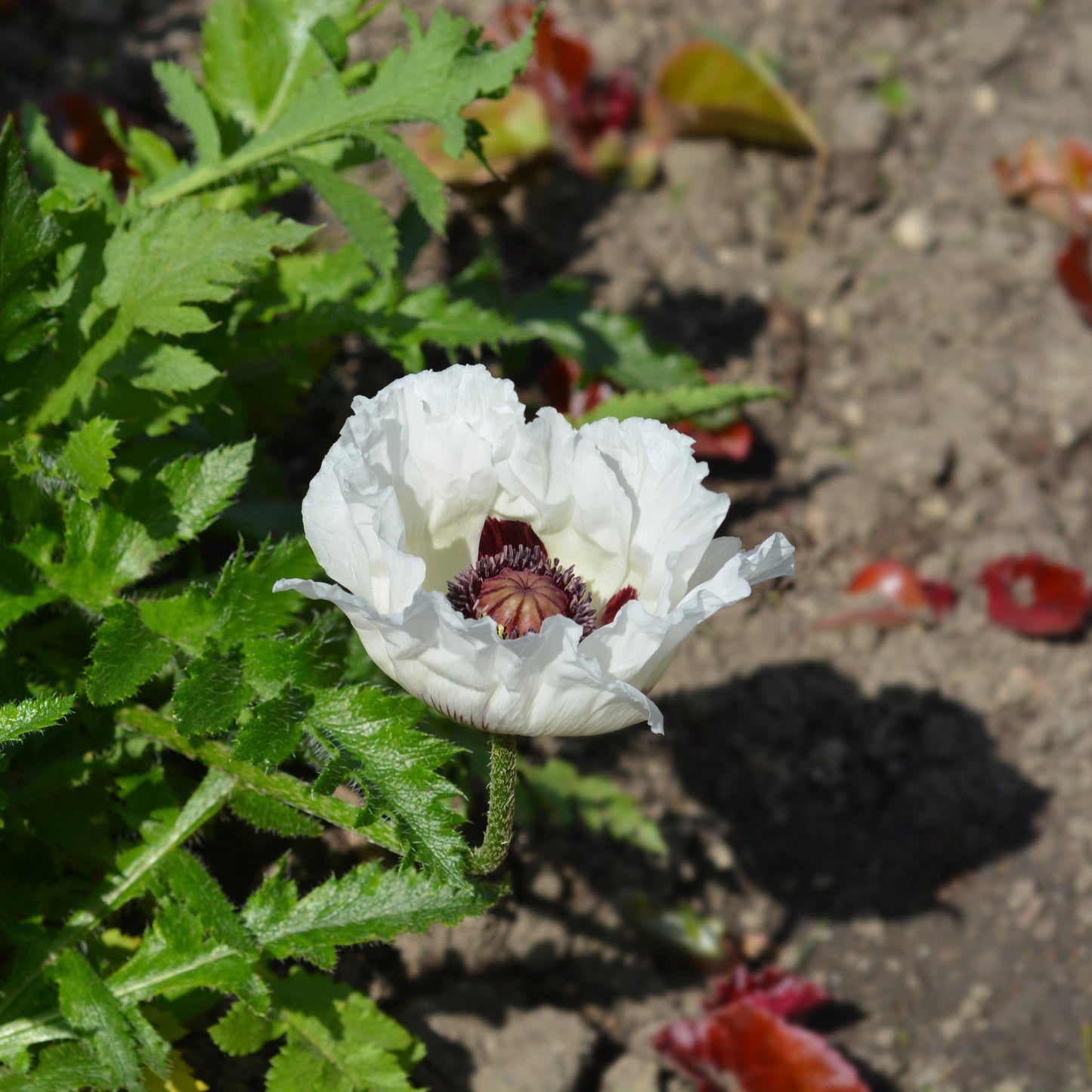 Papaver orientale 'Royal Wedding' | Oriental Poppy 9cm/2L