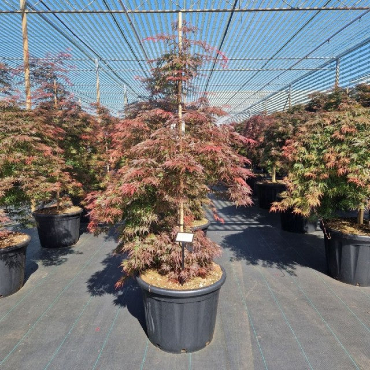 Acer palmatum 'Orangeola' 65L / 80L / 130L