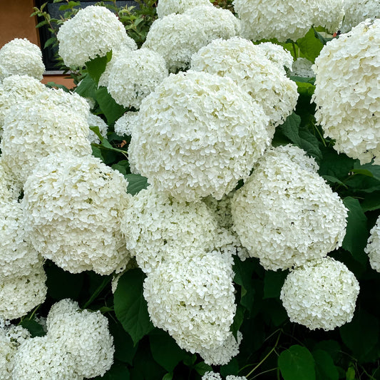 Hydrangea arborescens 'Incrediball' / 'Strong Annabelle' 3L / 5L / 10L