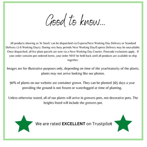 Delphinium 'Dark Blue Black Bee' 9cm/1.5L