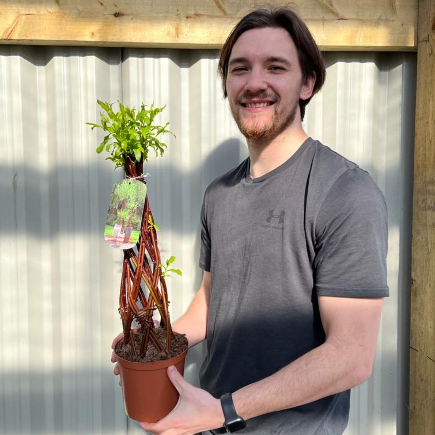 Salix - Living Braided Willow Tree Sculpture (55-60cm