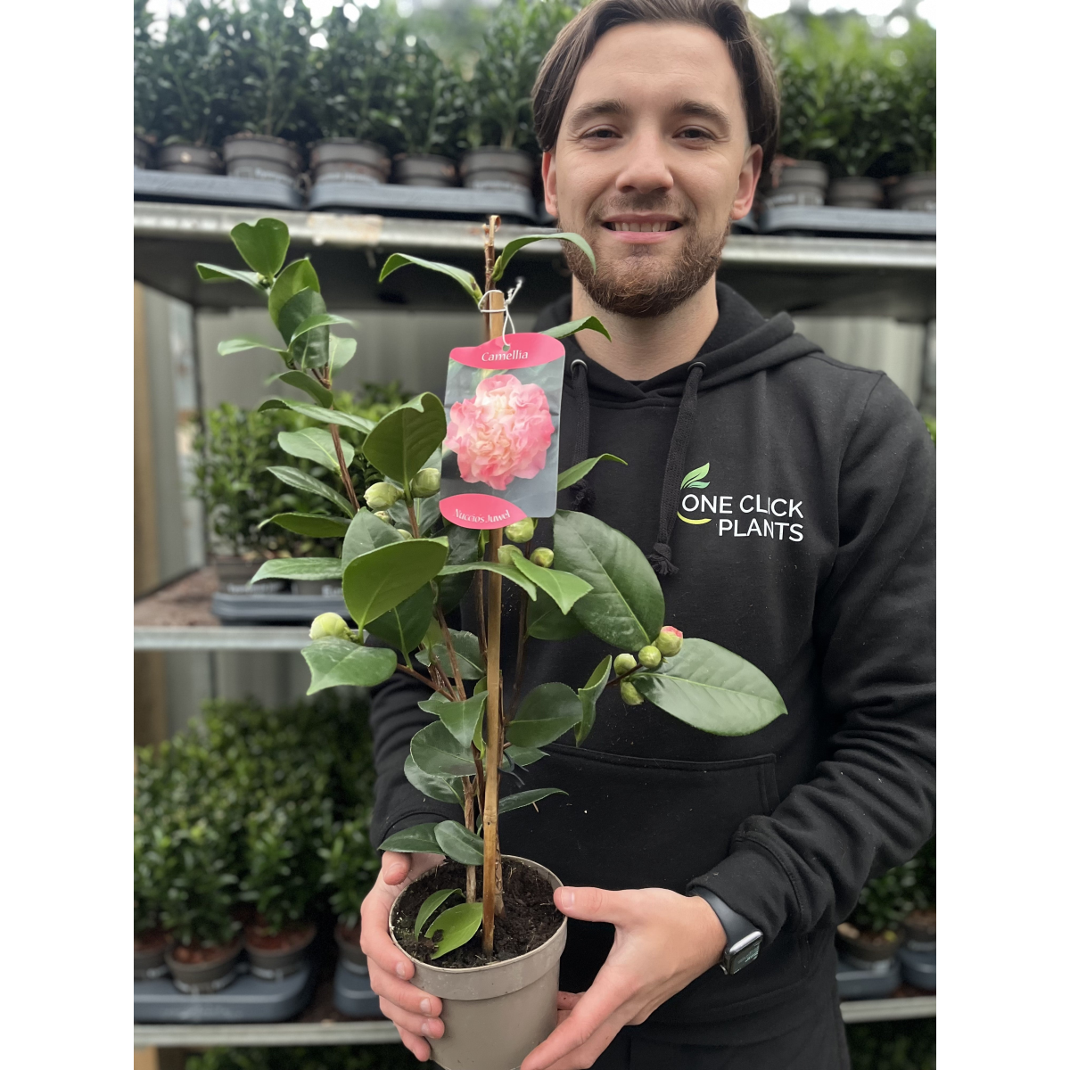 Camellia japonica ‘Nuccio’s Jewel’