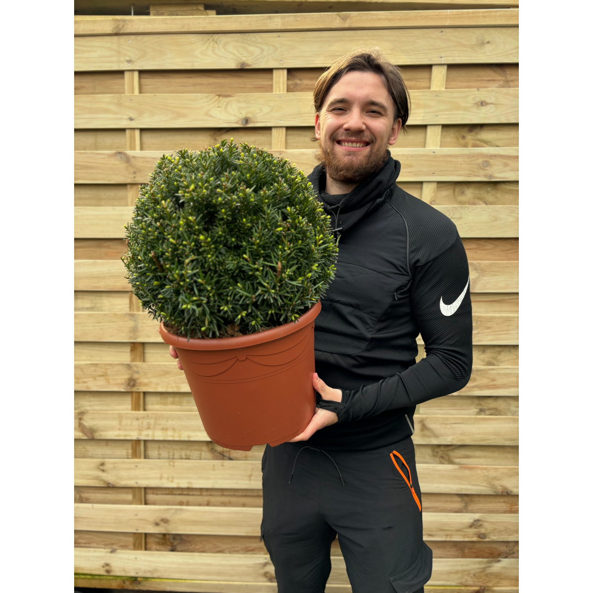 Yew Ball - Taxus Baccata Ball 6L / 7L / 10L / 22L