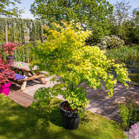 Japanese maple - 2 pcs. - Acer palmatum 'Orange Lace' - Height 60-70cm - ⌀19cm