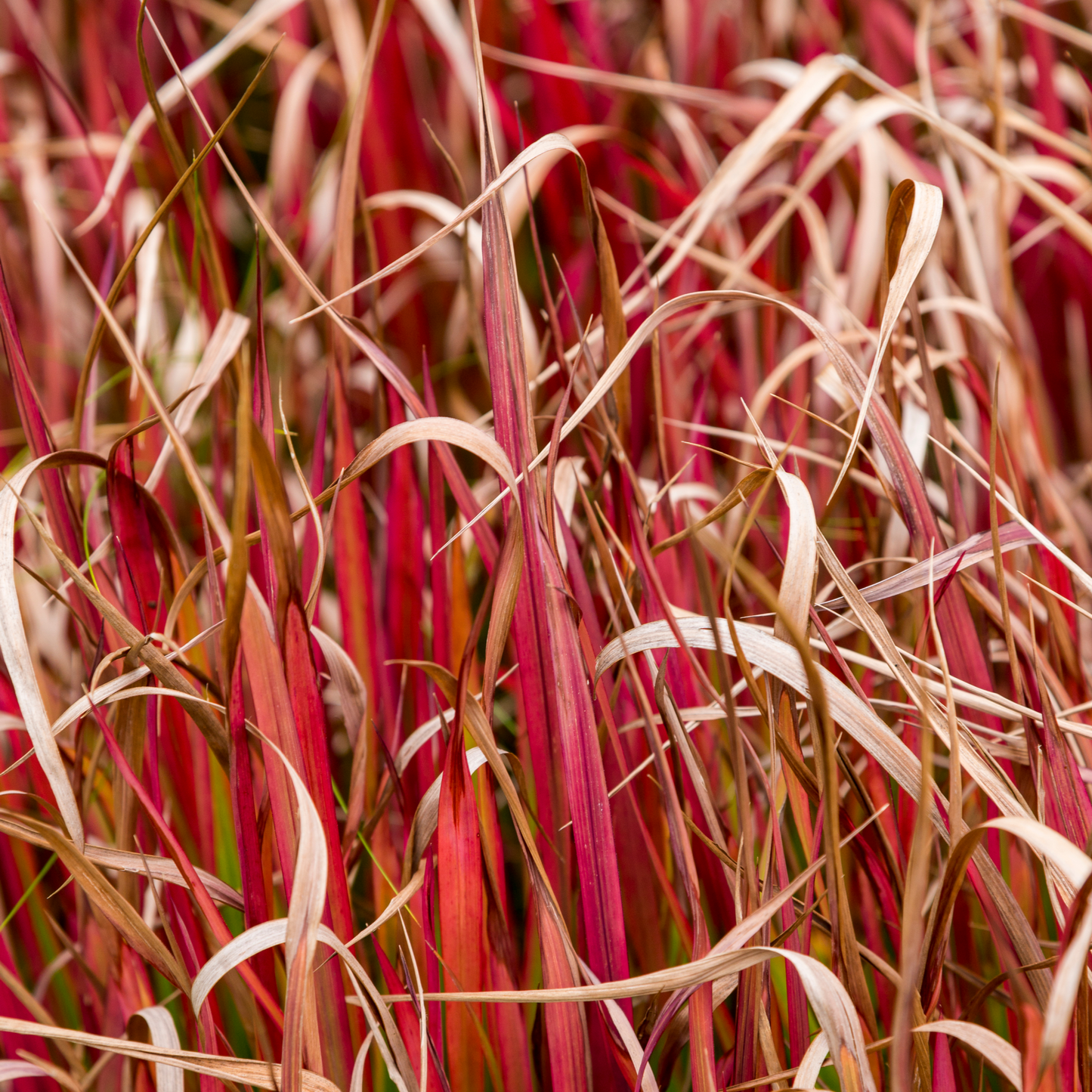 Uncinia 'Rubra' Ornamental Grass 2L