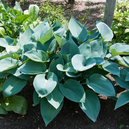 Hosta 'Halcyon' 9cm/1.5L