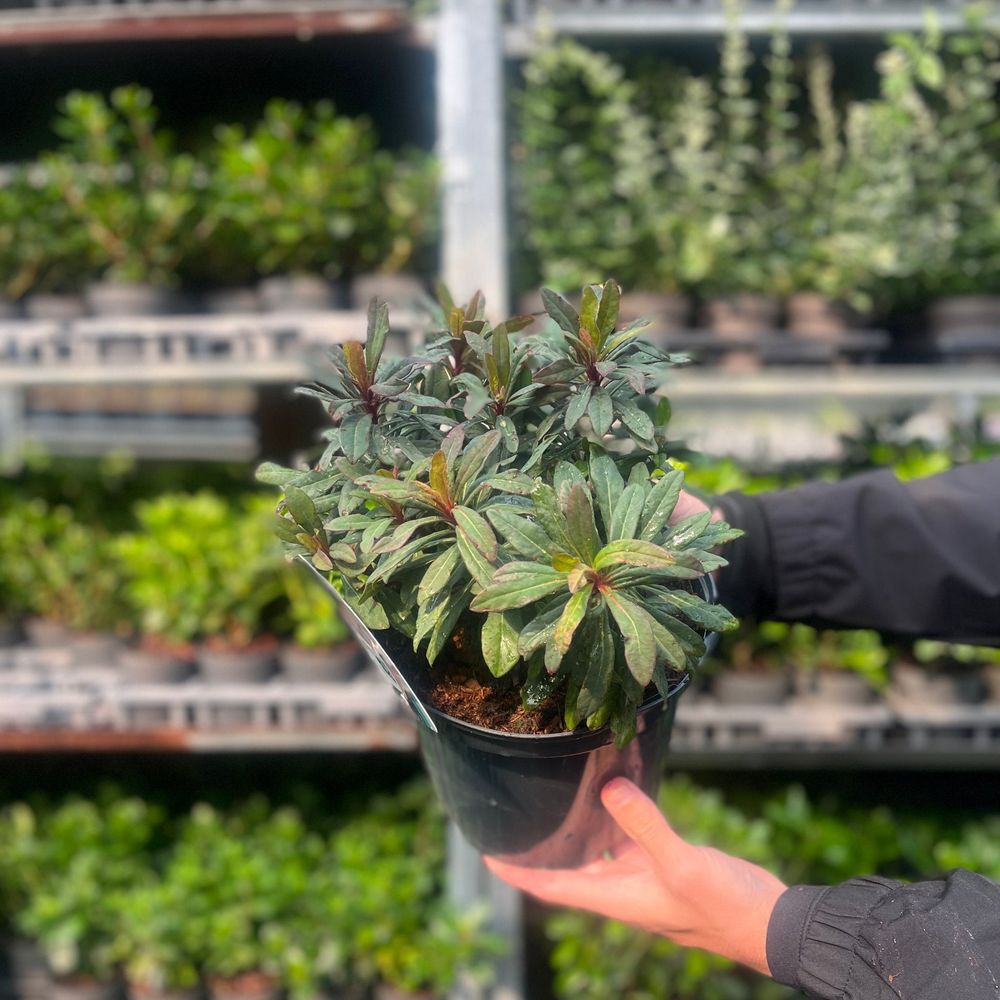 Euphorbia amygdaloides 'Ruby Glow' 3L