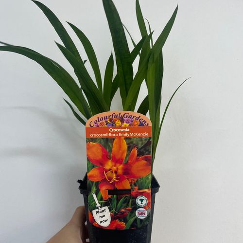 Crocosmia x crocosmiiflora 'Emily Mckenzie' 9cm/2L