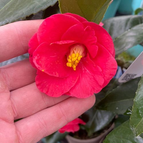 Camellia x Wiliamsi (Hybrid Camellia) 40-50cm