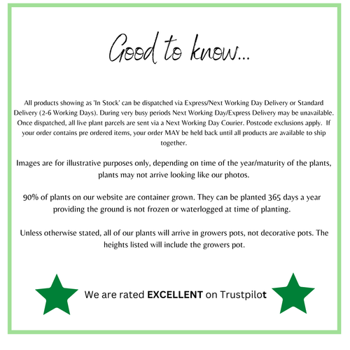 Acer palmatum 'Shaina' Standard (100cm)