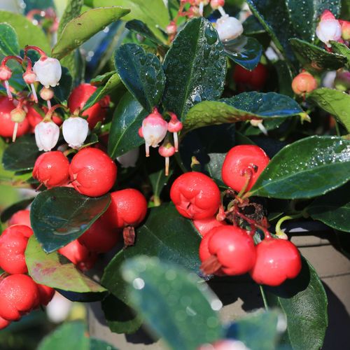 Gaultheria procumbens 'Florry' 3L