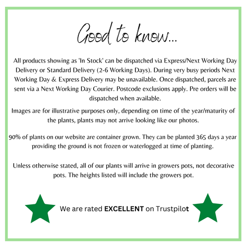 3 x Trailing Fuchsias (3 x 9cm Pots)