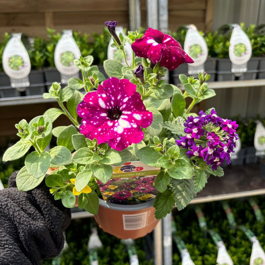 Summer Bedding Mix 3 x 13.5cm Pots