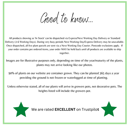 5-6ft Potted Cherry Laurel Hedge Plants 140-180cm