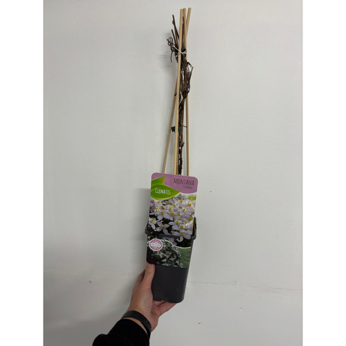 Clematis montana 'Tetrarose' 60cm