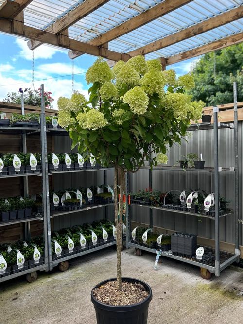 Hydrangea paniculata 'LimeLight’ Multistem Tree 45L 170cm