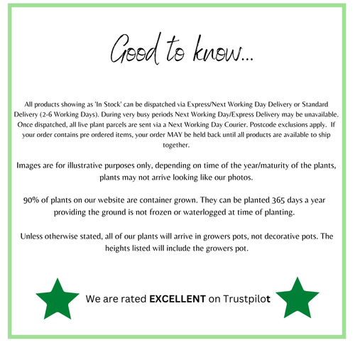 Evergreen Star Jasmine 'Pink Showers' | Trachelospermum jasminoides | Climber | 20-30cm, 60-80cm