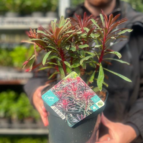 Euphorbia 'Miners Merlot' 9cm